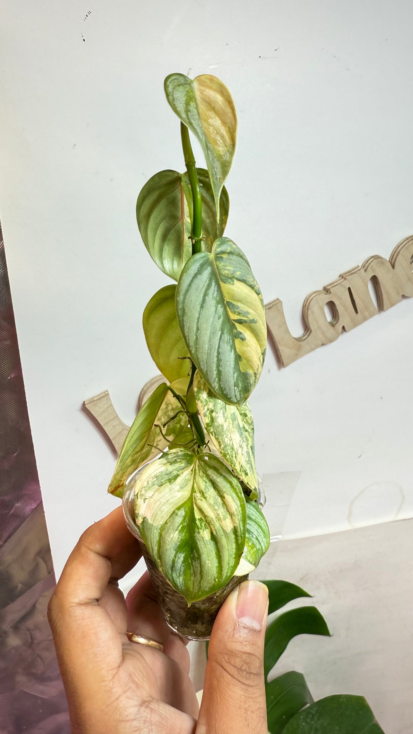 Philodendron Brandtianum Variegated - Exact Plant Ultra Rare