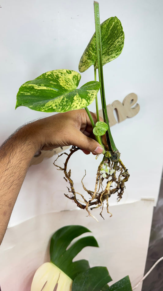 Monstera deliciosa MINT Siam Variegated | Rare Aroid | Large form