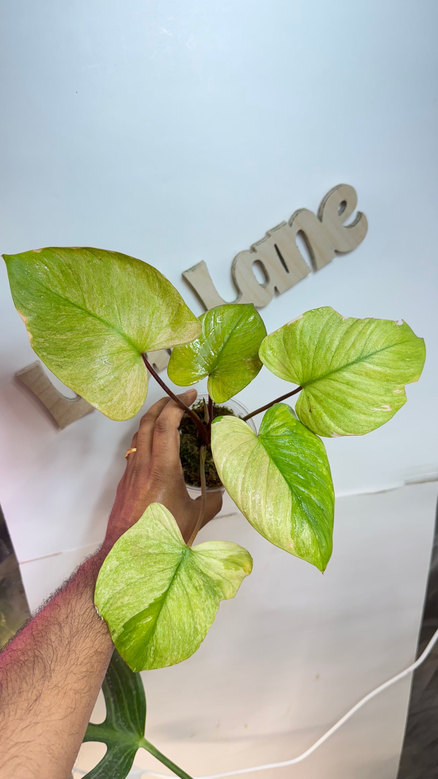 Homalomena Rubescens Variegated Mint with Pink undertones