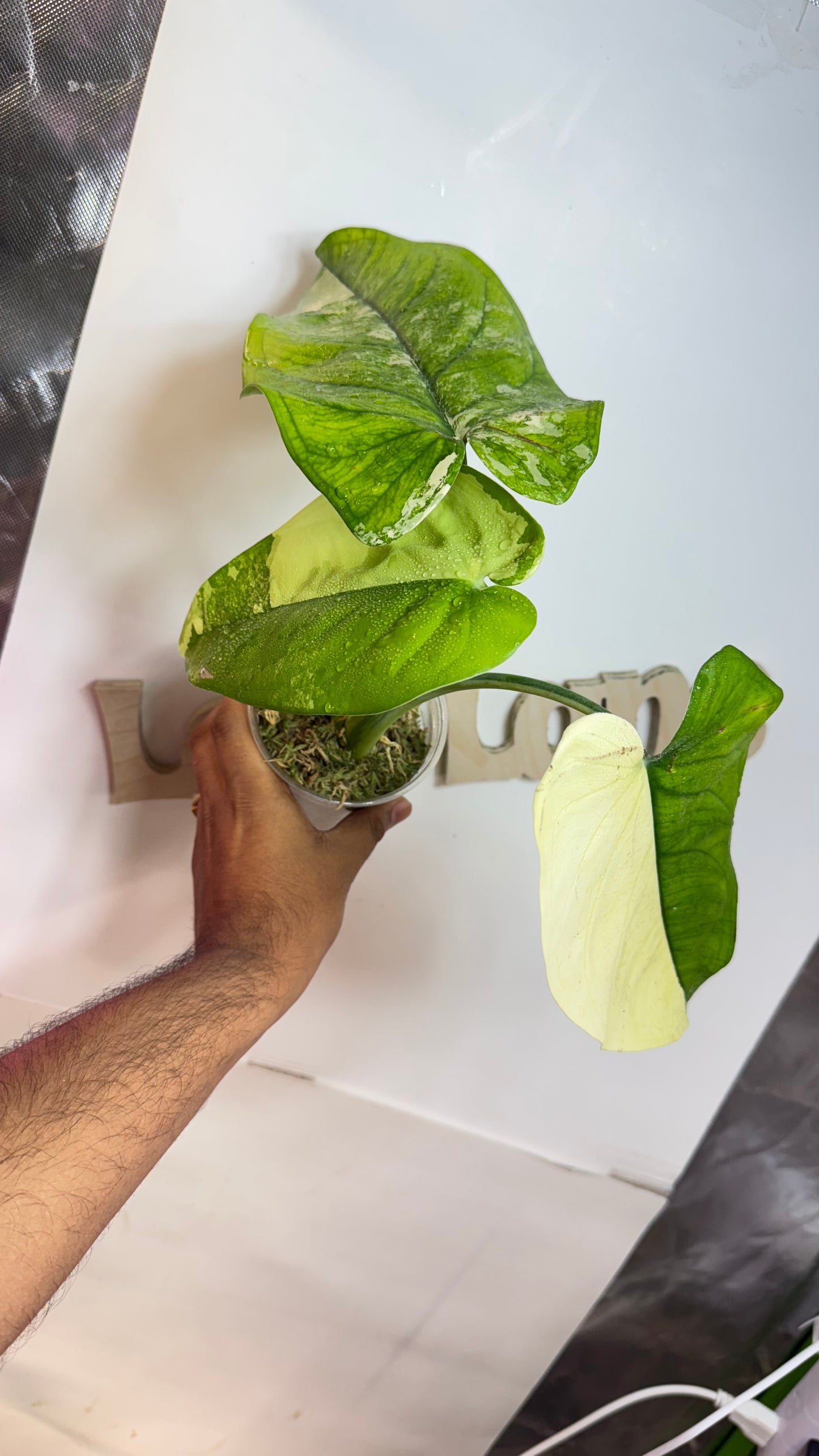 Syngonium Chiapense Variegated Albo