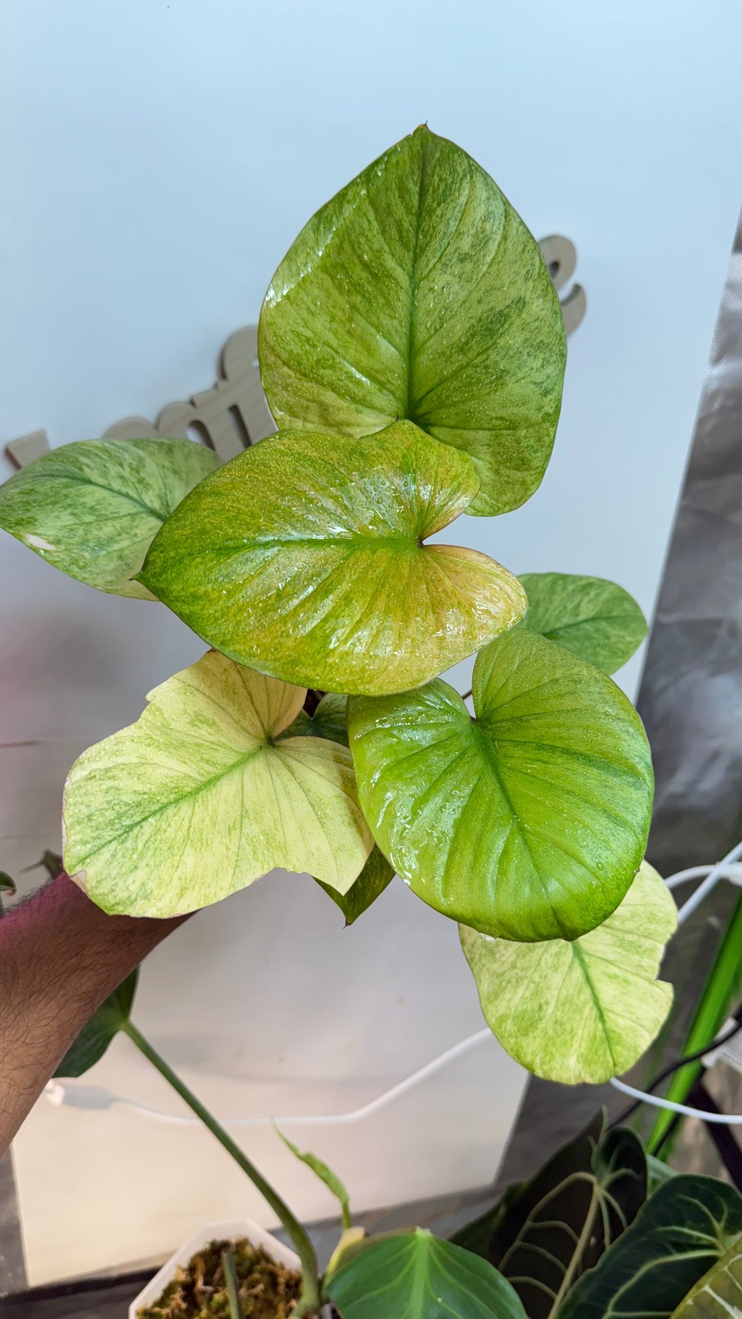 Homalomena Rubescens Variegated Mint with Pink undertones
