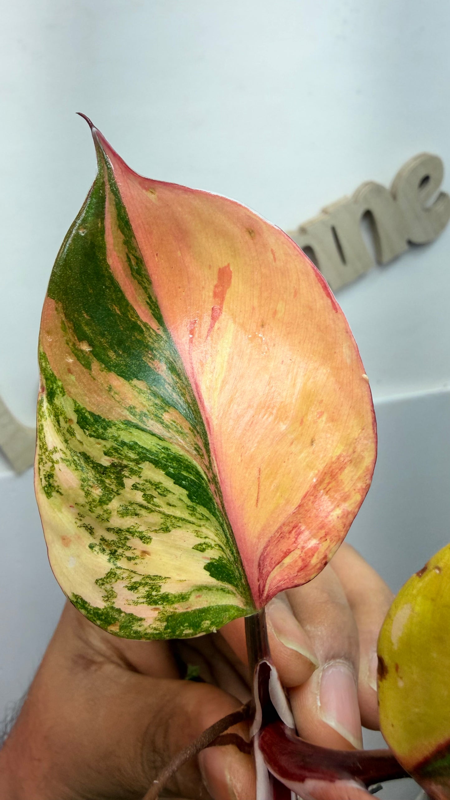 Philodendron ‘Skittles’ (White Knight Multicolor)