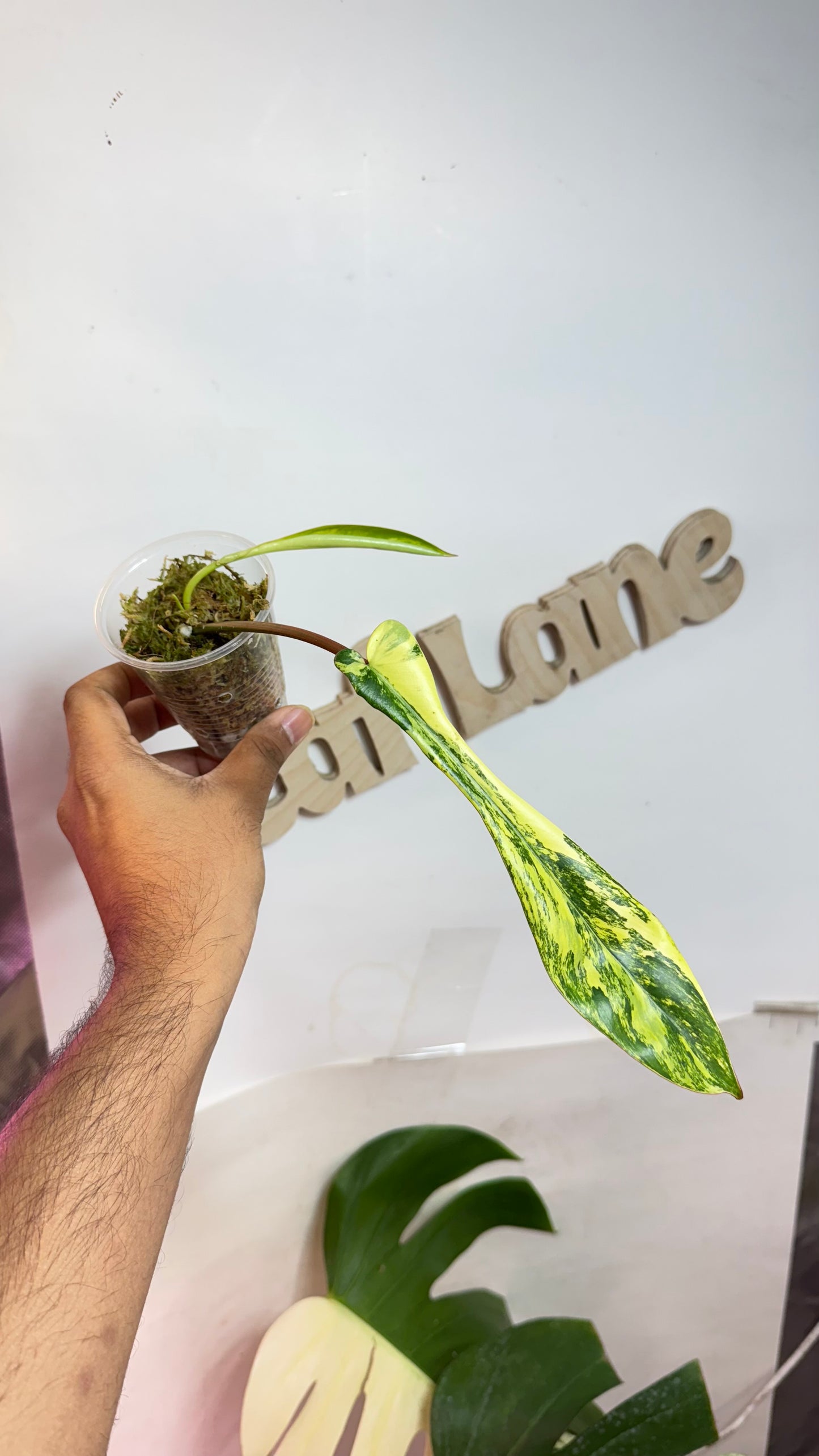 Philodendron Joepii Variegated