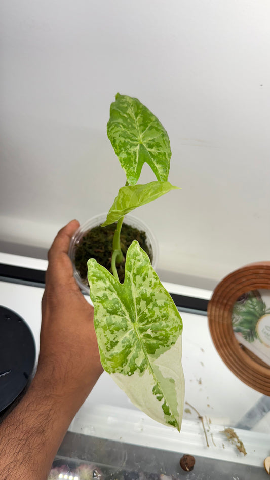 Alocasia Accuminata Albo Variegated( Fornicata*Longiloba)