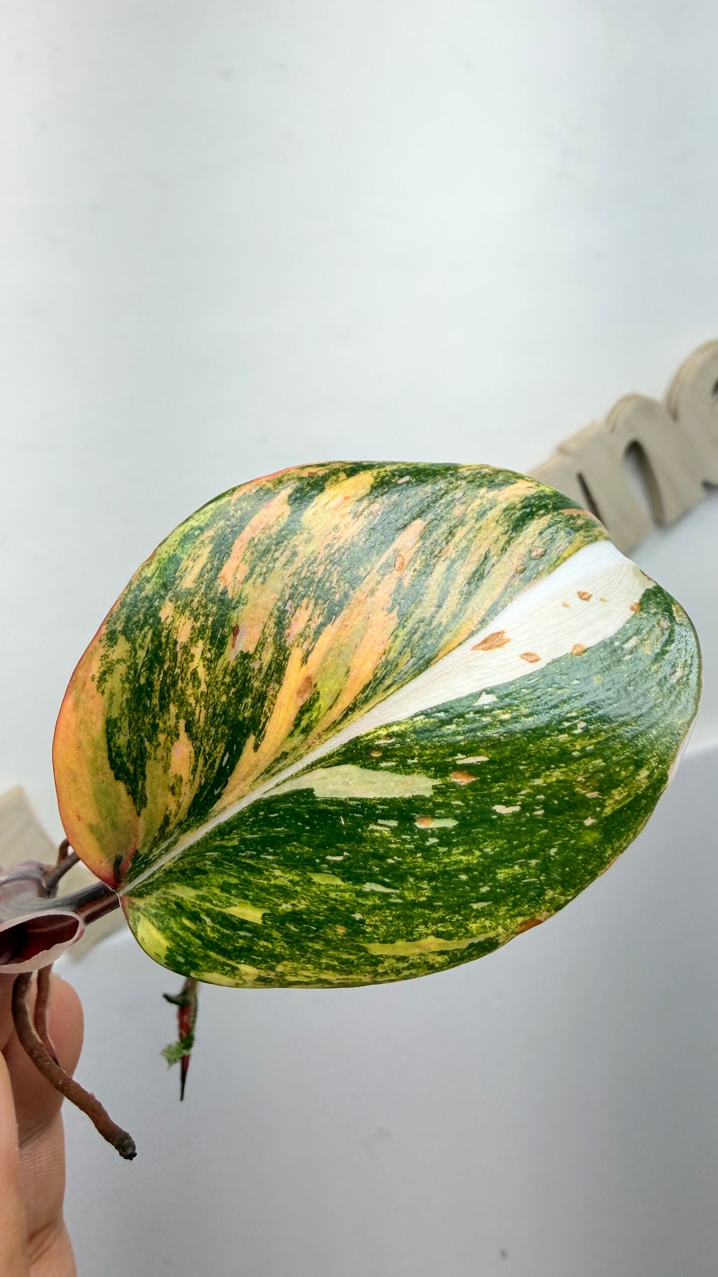 Philodendron ‘Skittles’ (White Knight Multicolor)