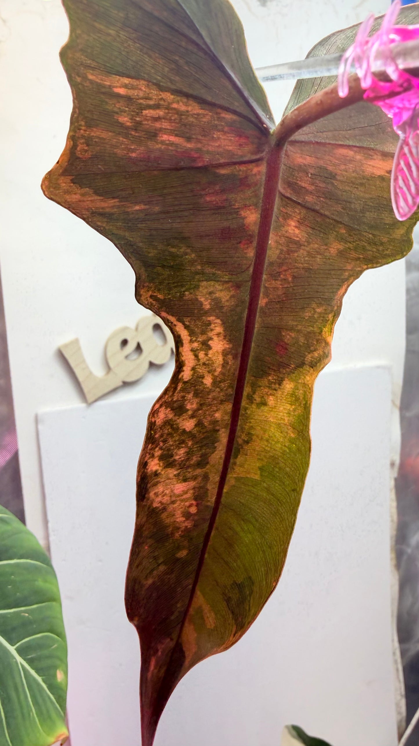 Philodendron Fiora (florida beauty x
mayoii x black billeitiae) | Rooted with New Growth
