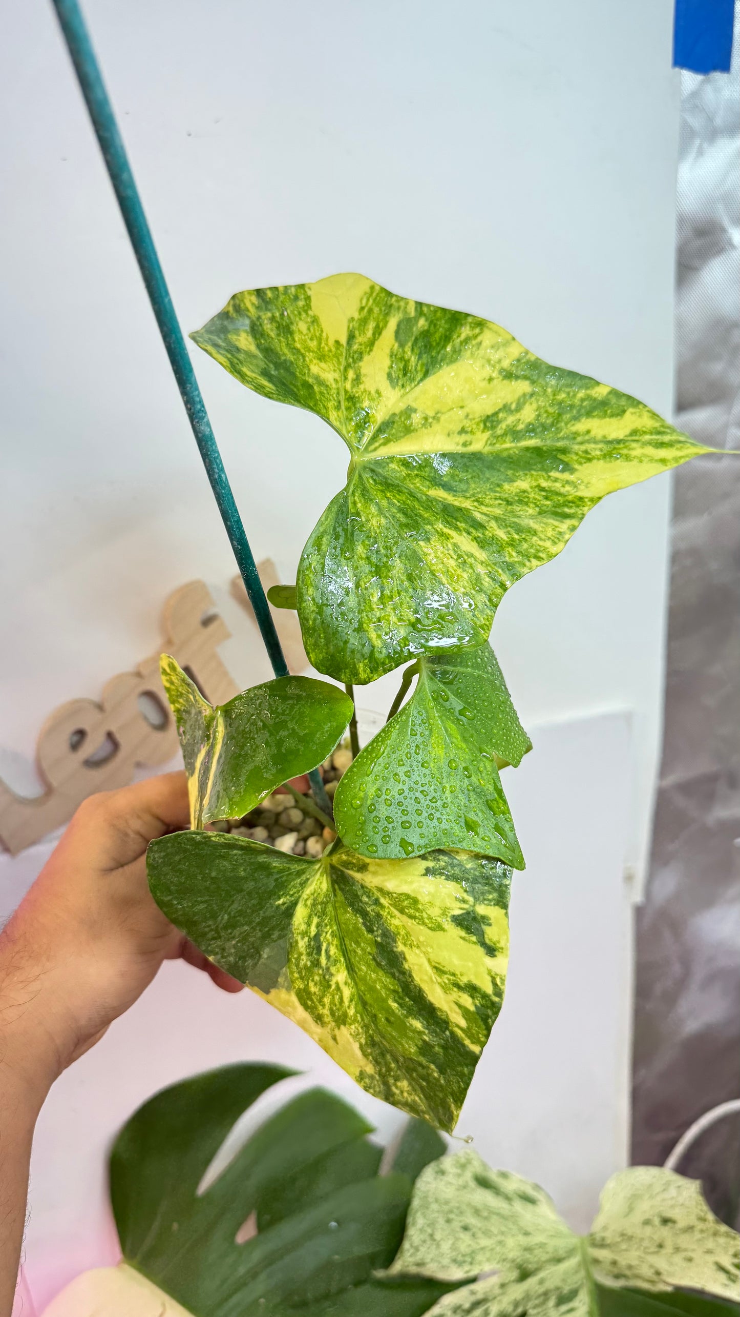 Anthurium Pterodactyl Variegated