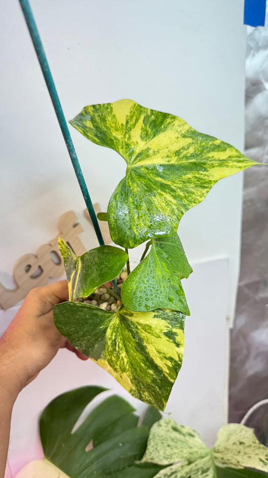 Anthurium Pterodactyl Variegated