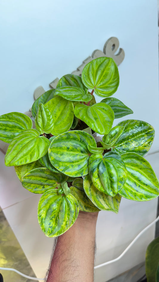 Peperomia Variegated Atomic Flame