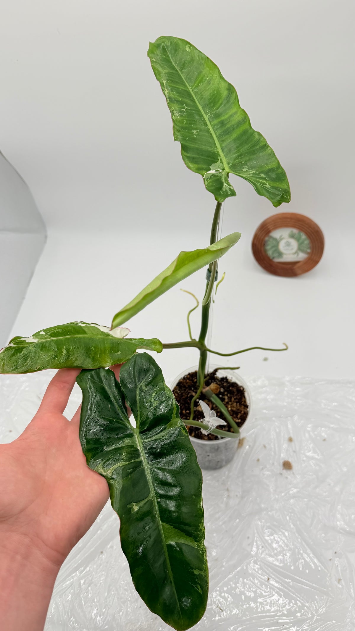 Philodendron Paraiso Verde Albo Variegated Exact Plants