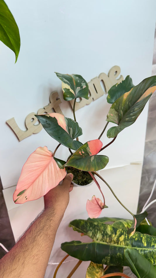 Homalomena Variegated Pink Diamond