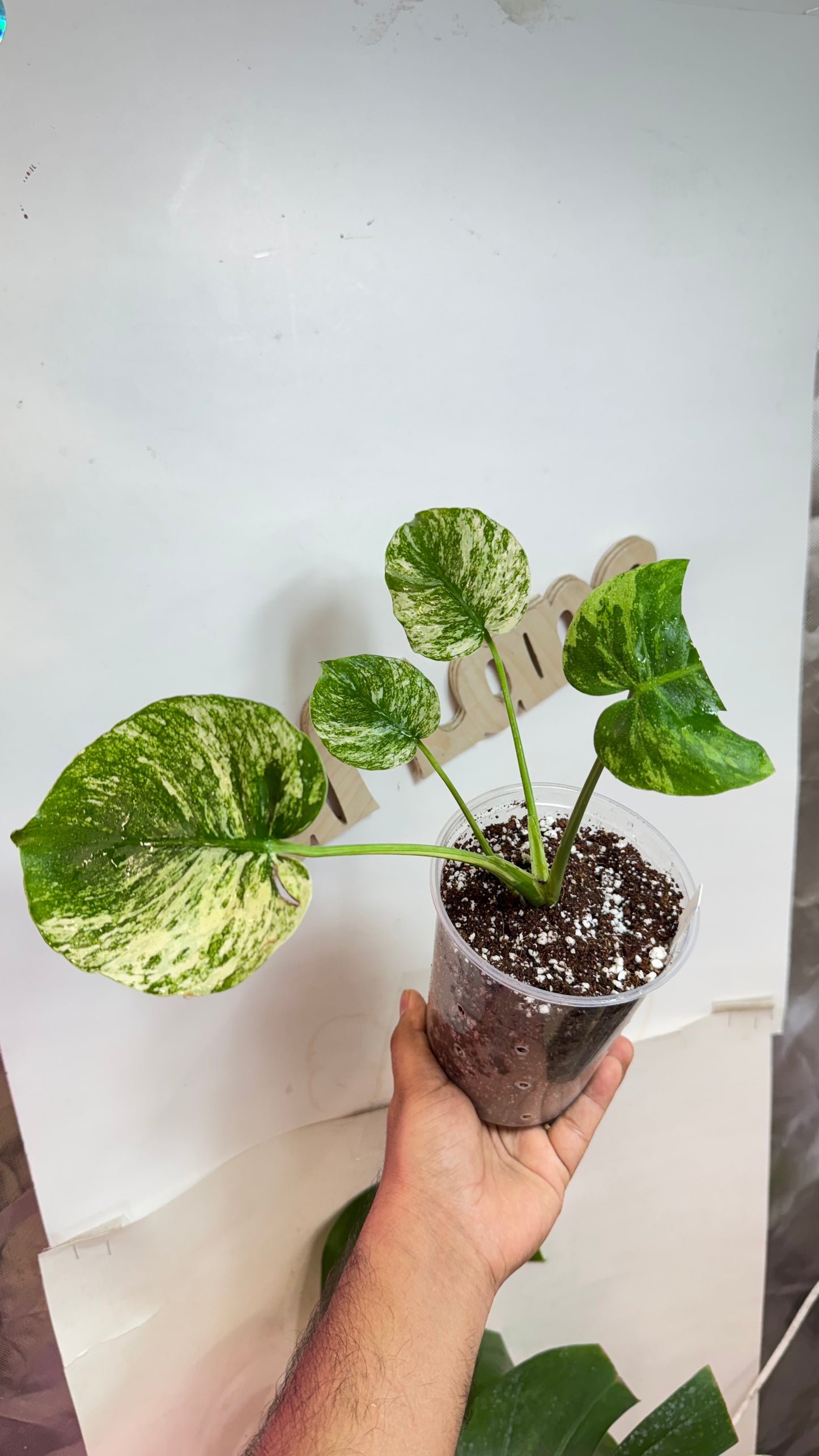 Monstera deliciosa MINT Siam Variegated | Rare Aroid | Large form