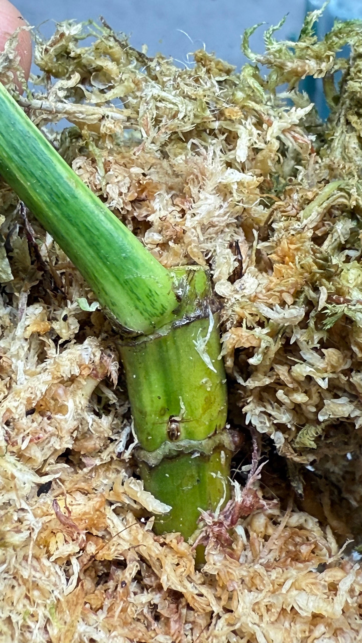 Philodendron Holtonianum Variegated | well rooted butt with 2 growth points