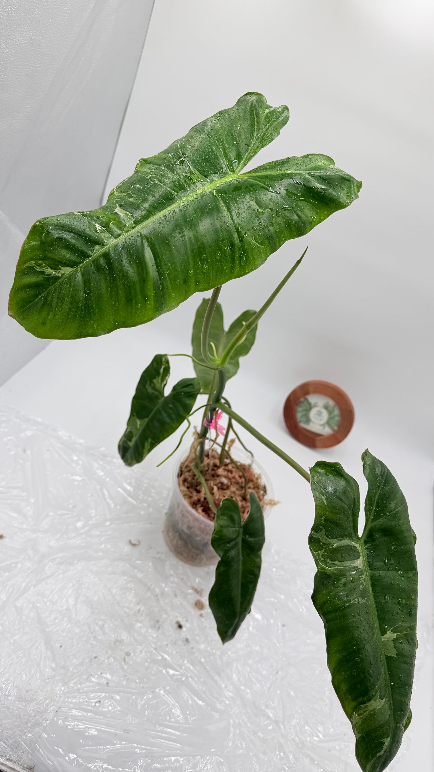 Philodendron Paraiso Verde Albo Variegated Exact Plants