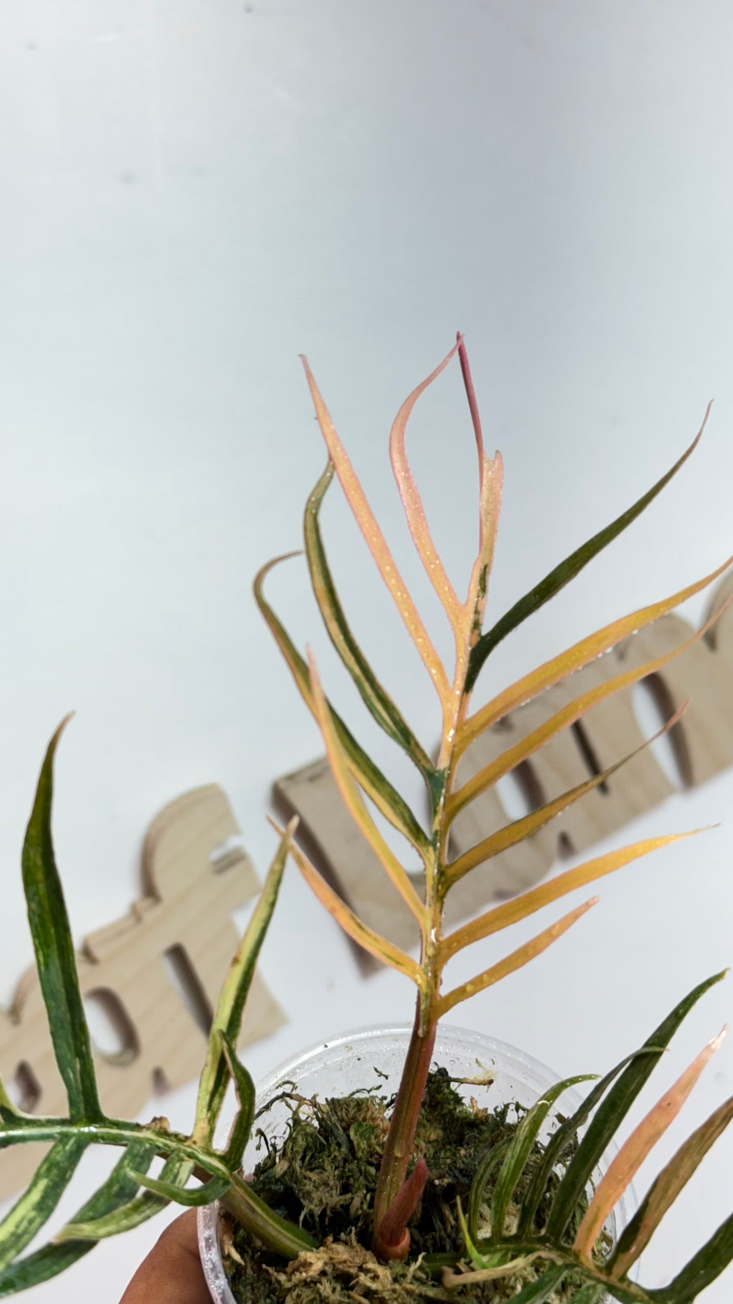 Philodendron Tortum Variegated