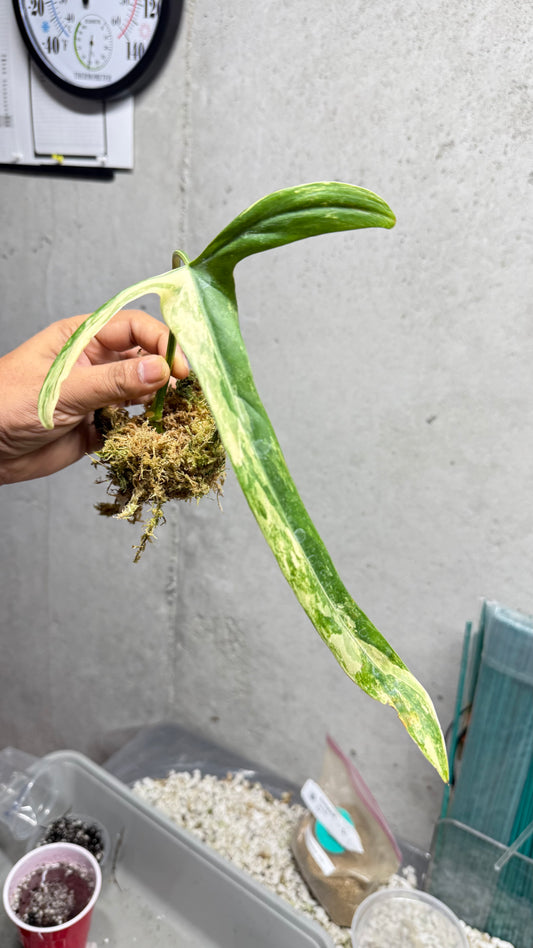 Philodendron Holtonianum Variegated | well rooted butt with 2 growth points