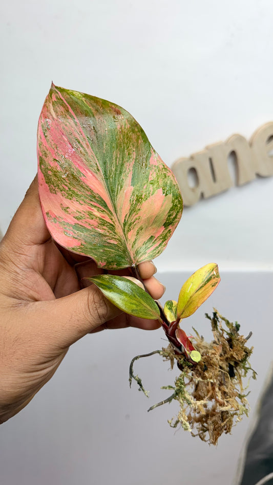 Philodendron ‘Skittles’ (White Knight Multicolor) Rooted with 2 heads