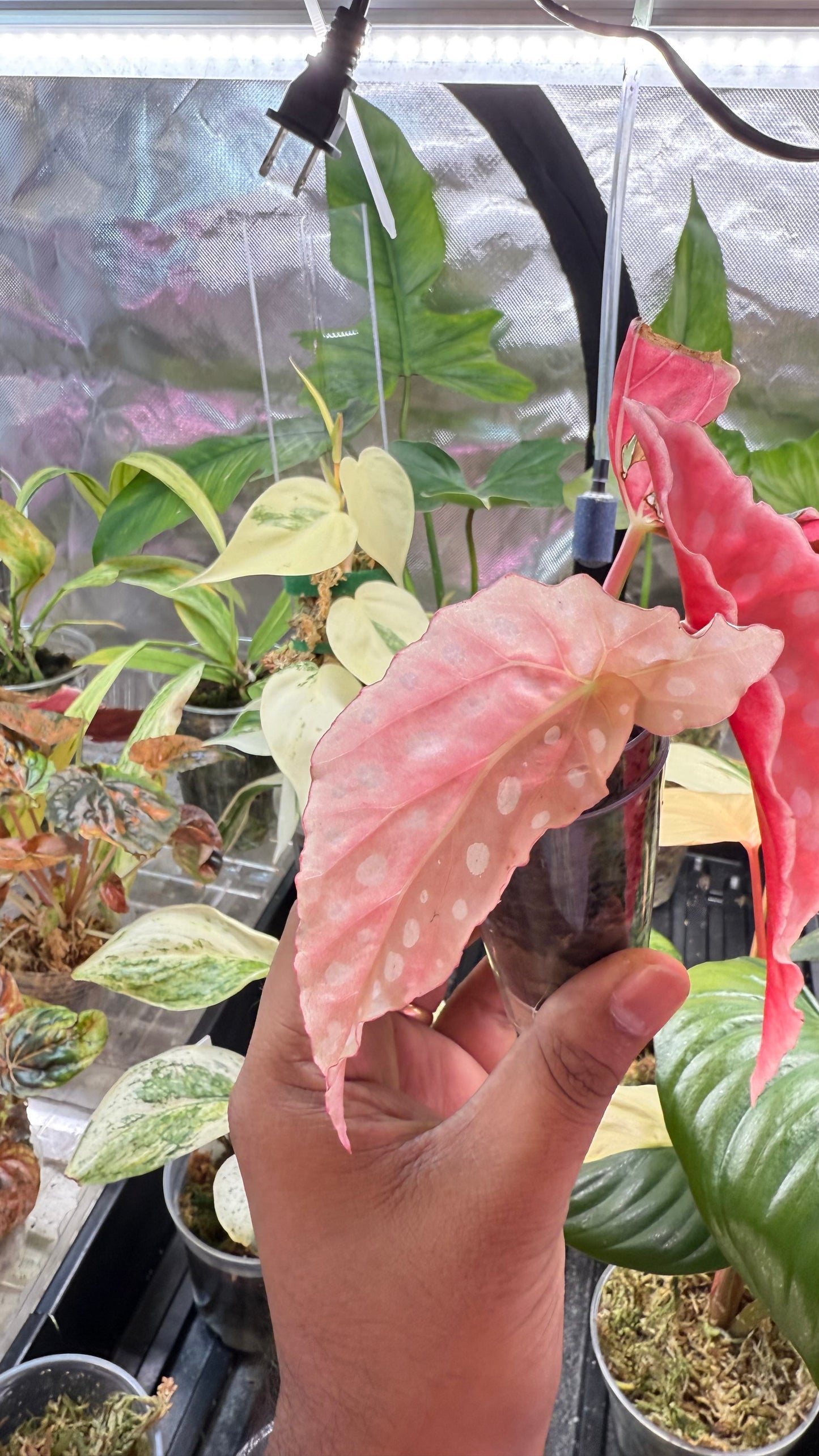Begonia Maculata Pink Variegated