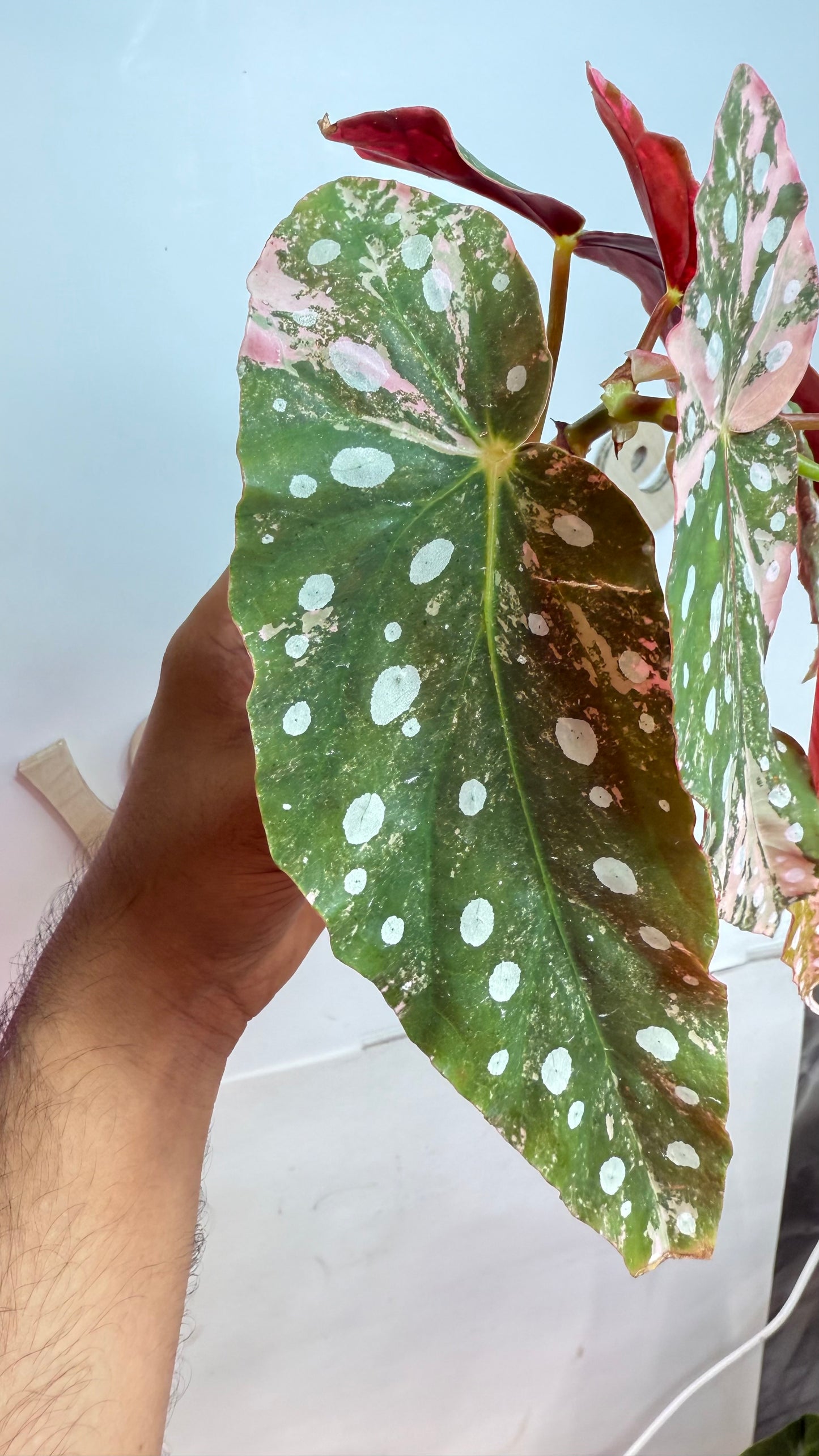 Begonia Maculata Pink Variegated