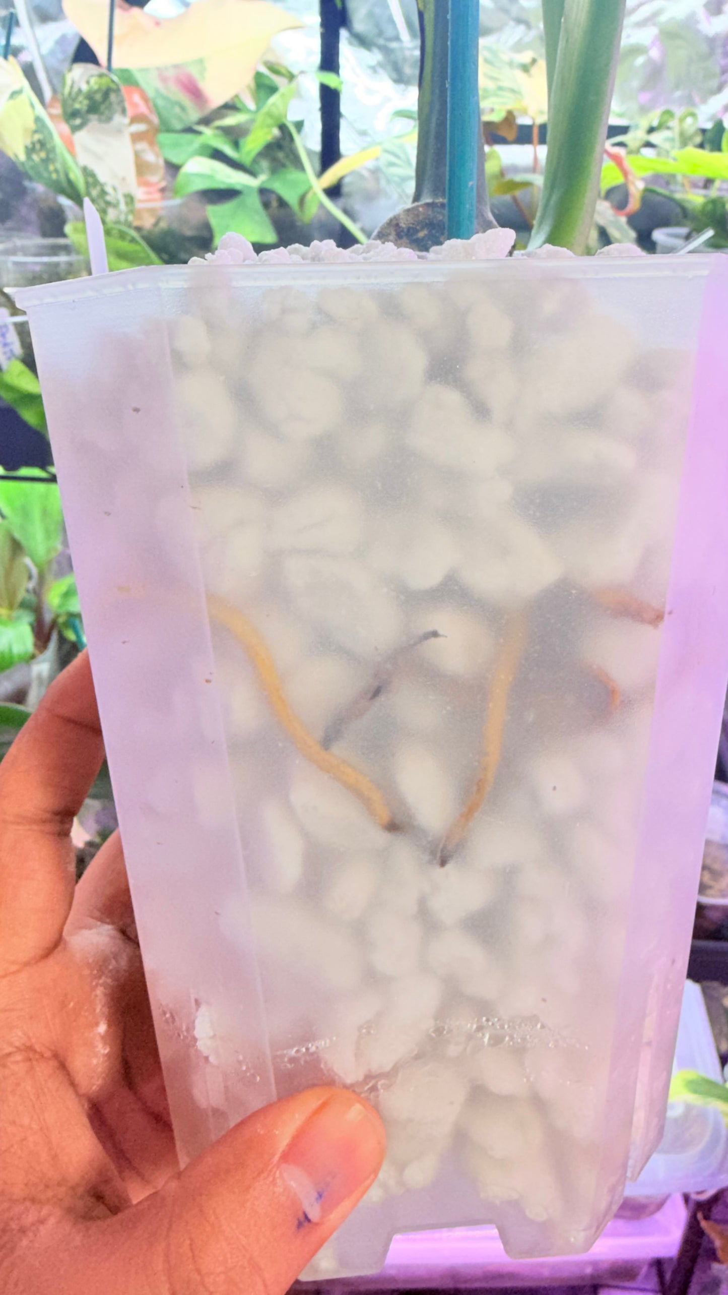 Monstera Devil 🌿 Working on 4 th leaf🌿