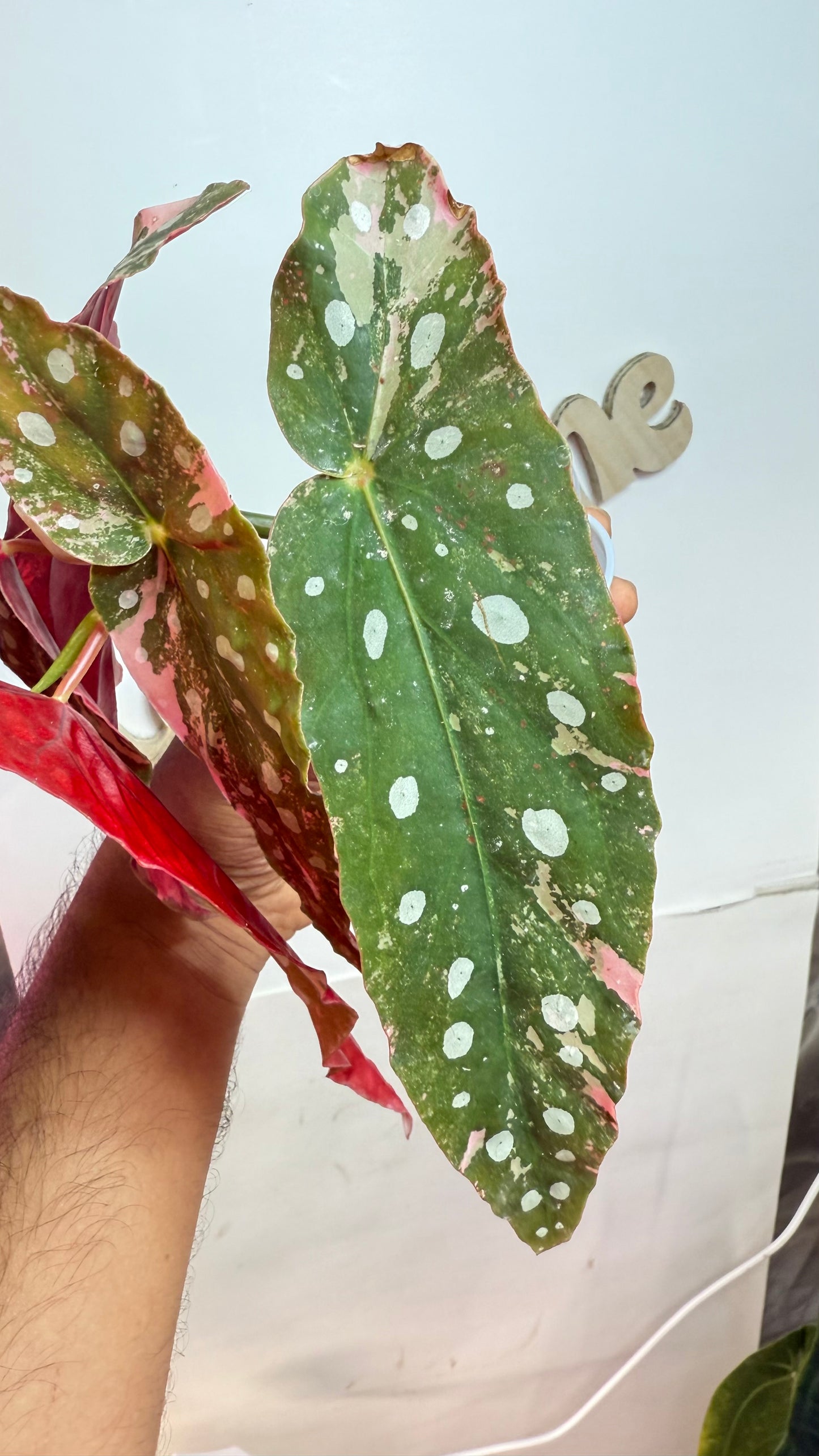 Begonia Maculata Pink Variegated