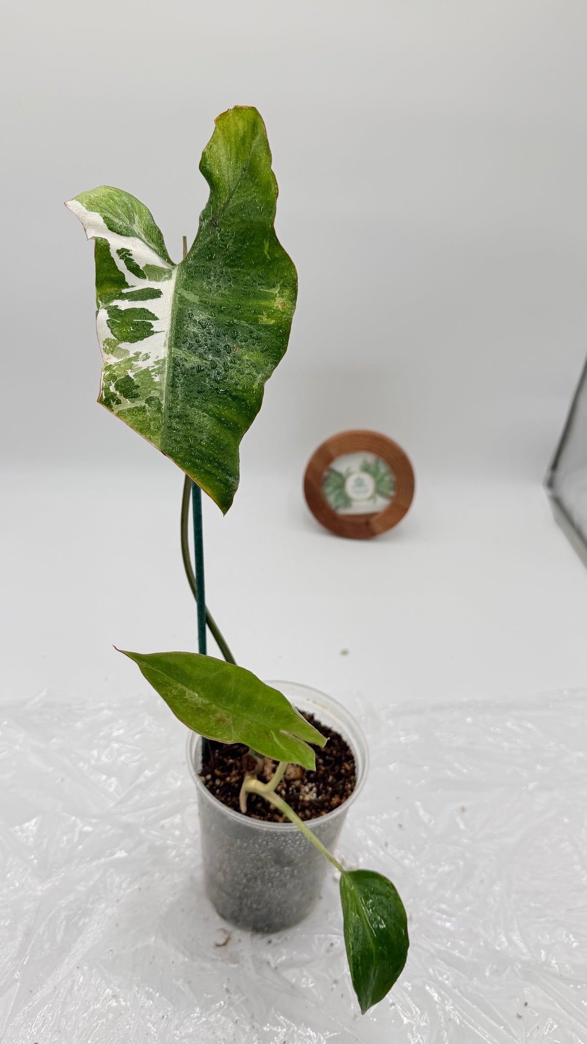 Philodendron Paraiso Verde Albo Variegated Exact Plants