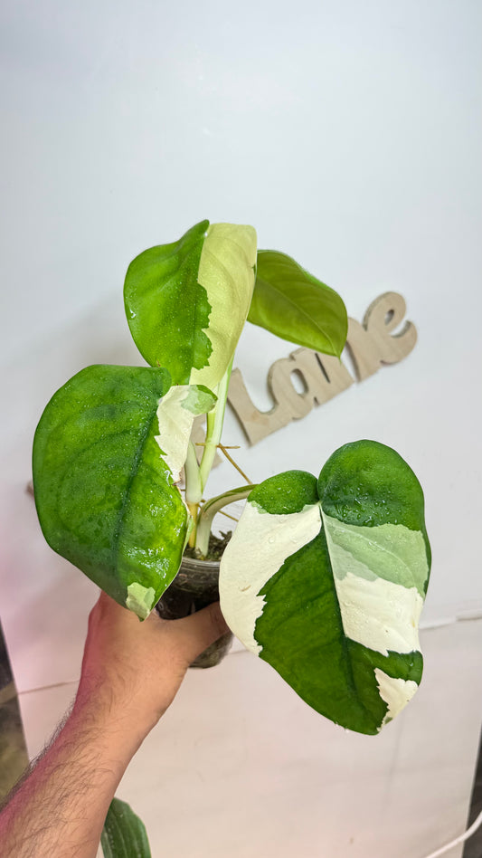 Syngonium Chiapense Variegated Albo