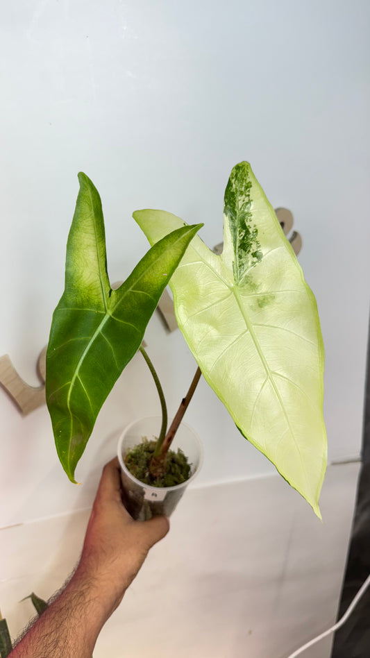 Alocasia Longiloba unique Variegated