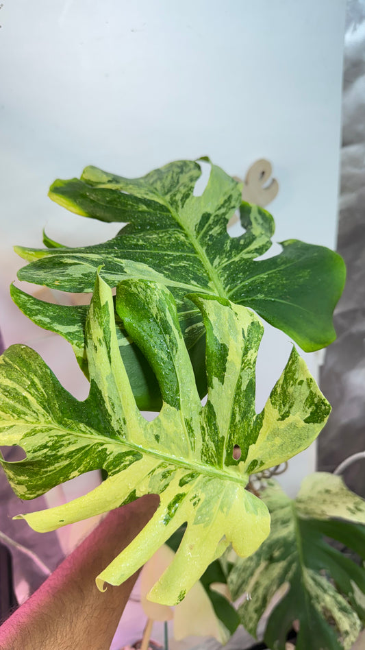 HUGE Monstera 'Contorta Ocean Mint