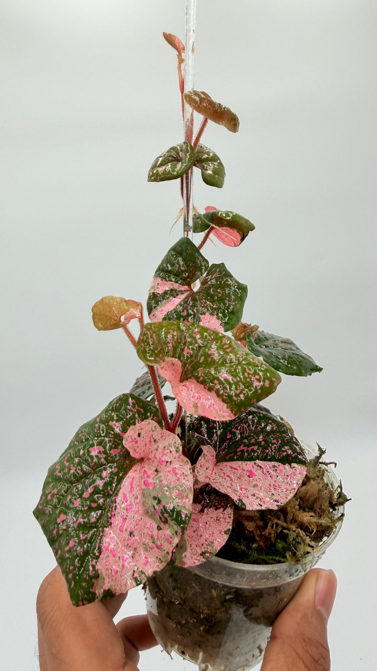 Piper Pink Sp Nabire Papua Variegated - 2 plants in pot - Exact Plant