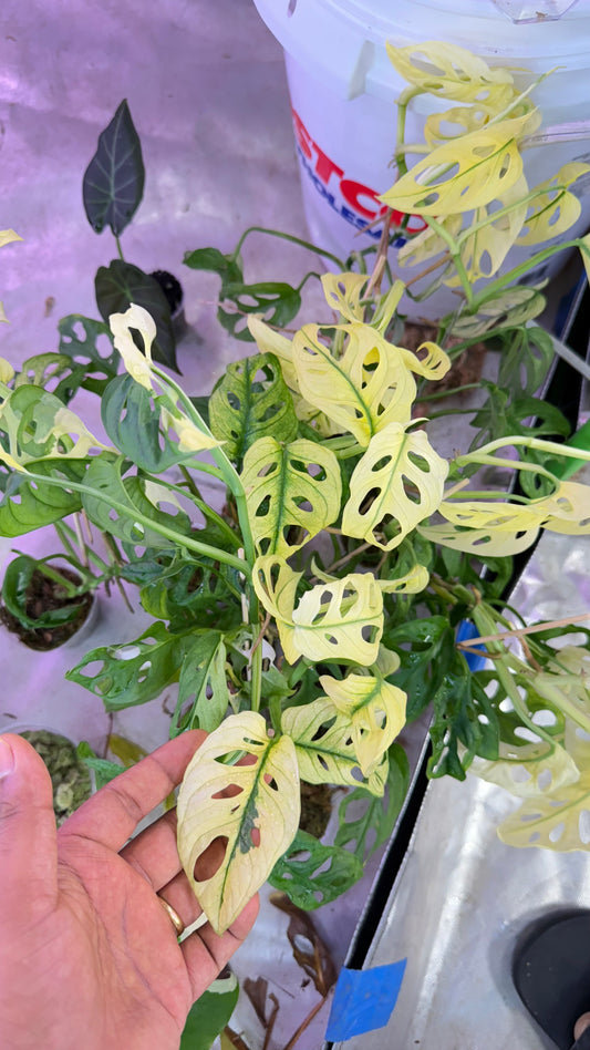 Monstera Adansonii Accuminata Mint Variegated