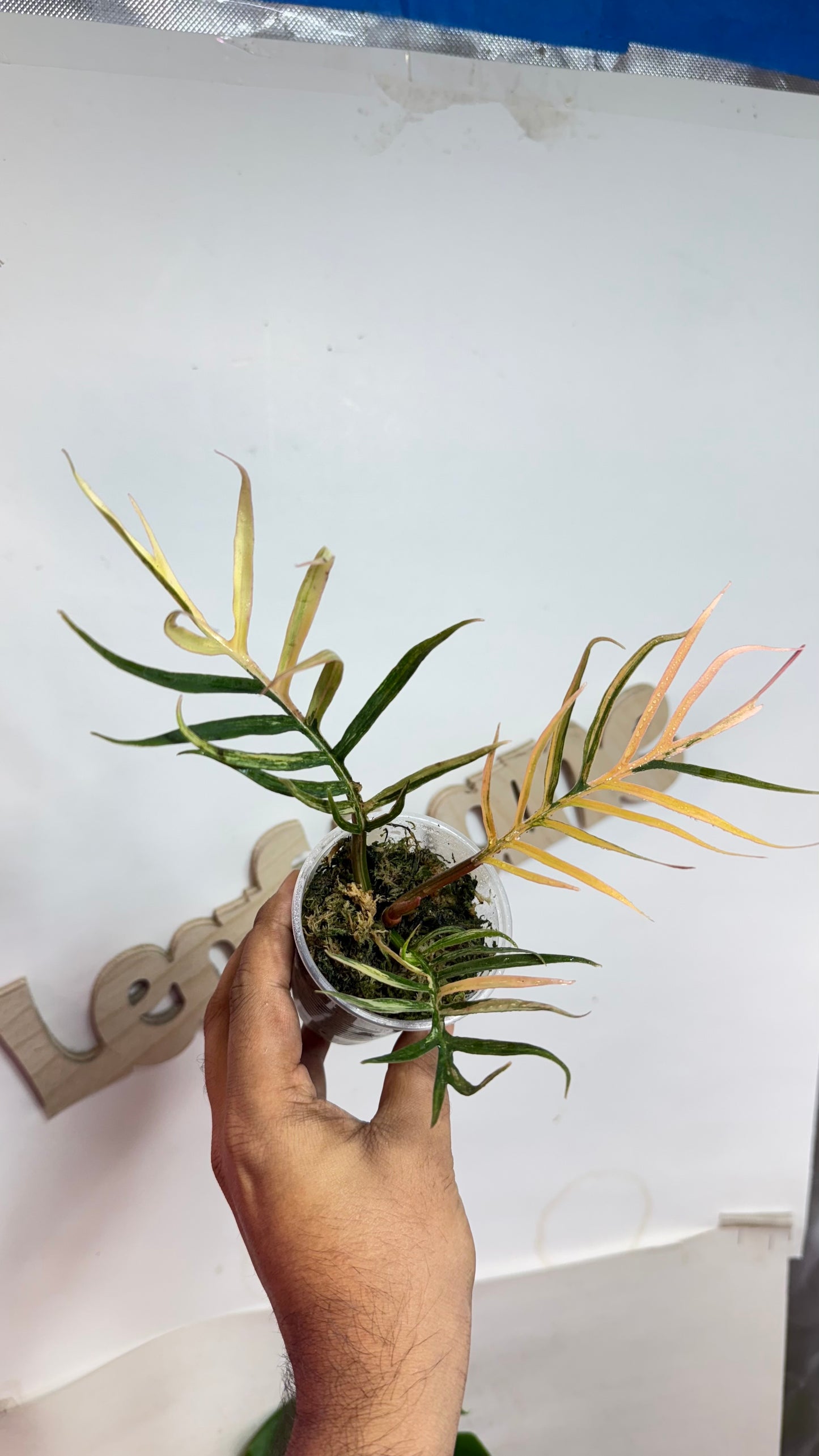 Philodendron Tortum Variegated