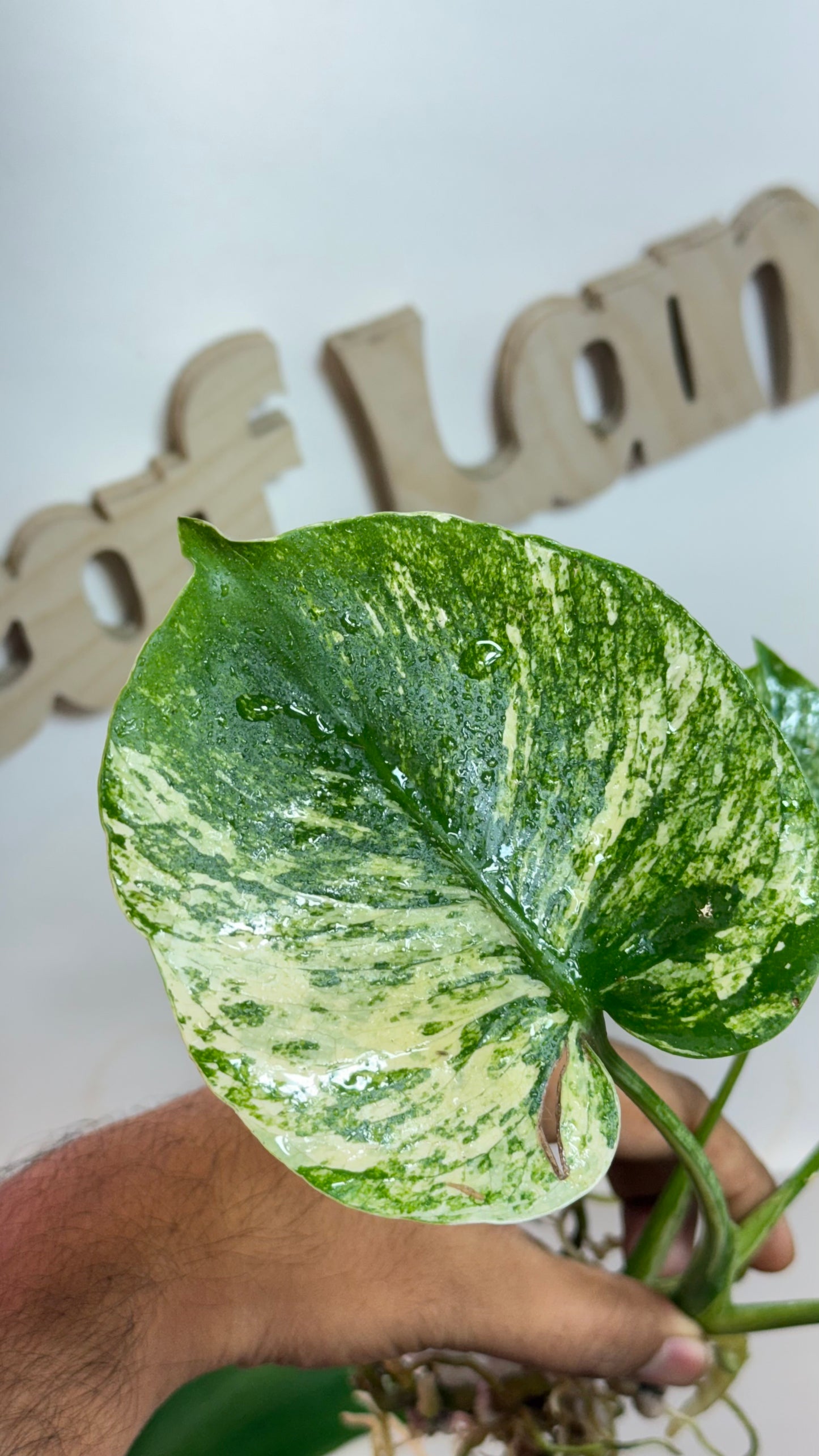 Monstera deliciosa MINT Siam Variegated | Rare Aroid | Large form