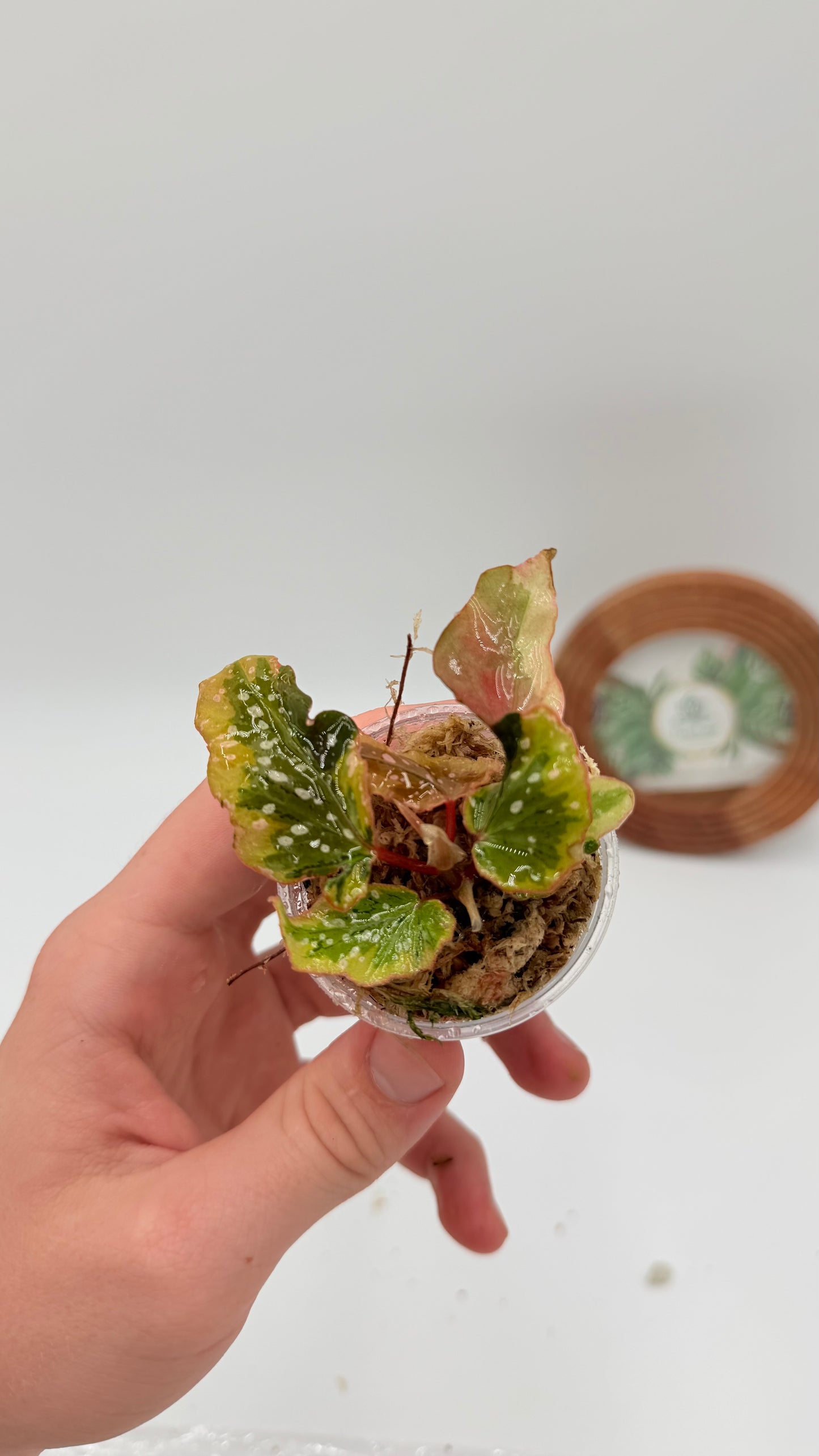 Begonia Dainty Spray variegated rooted