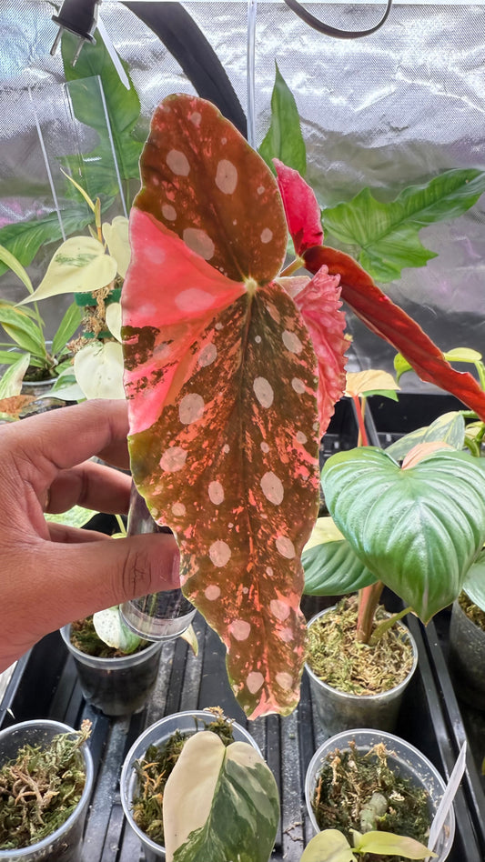 Begonia Maculata Pink Variegated