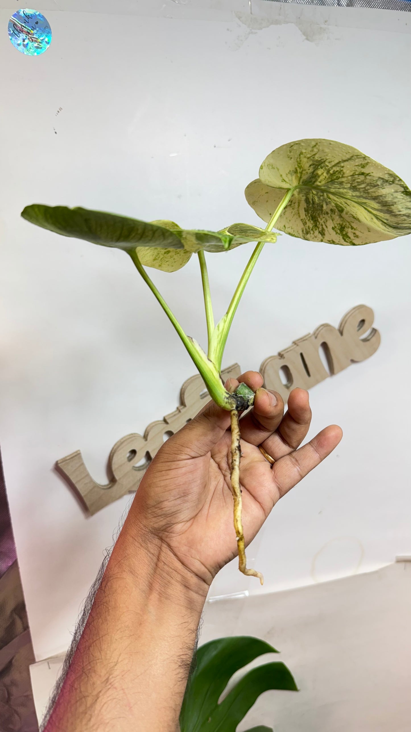 Monstera deliciosa MINT Siam Variegated | Rare Aroid | Large form