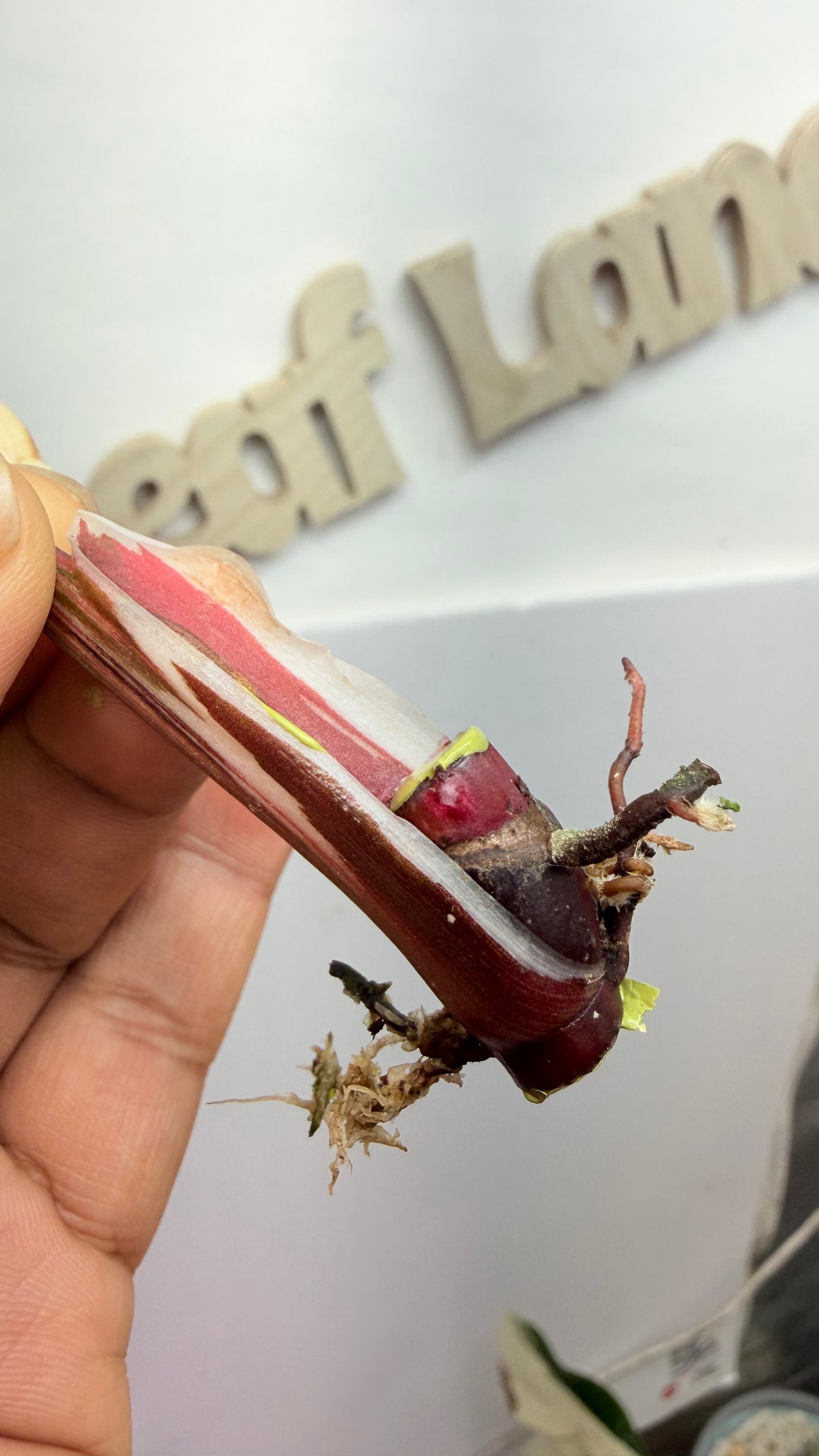 Philodendron ‘Skittles’ (White Knight Multicolor) rooted mid node 2 growth points