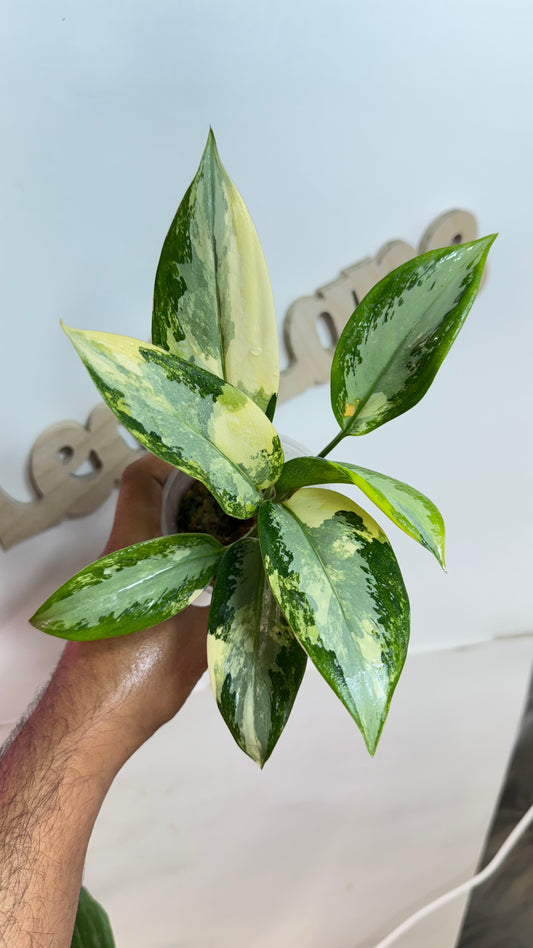 Aglaonema Suvarnabhumi Variegated