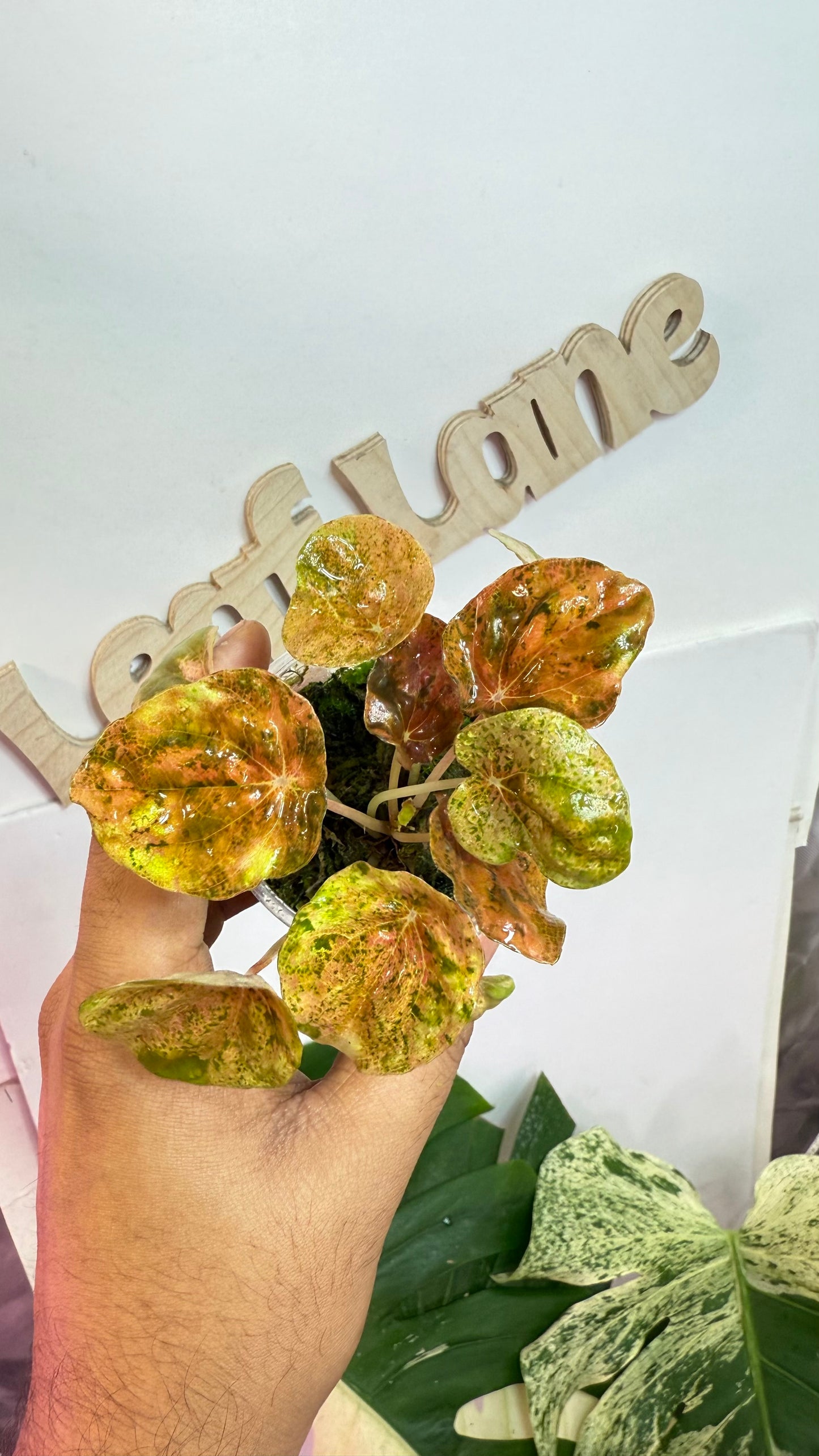 Peperomia Carnival Rare