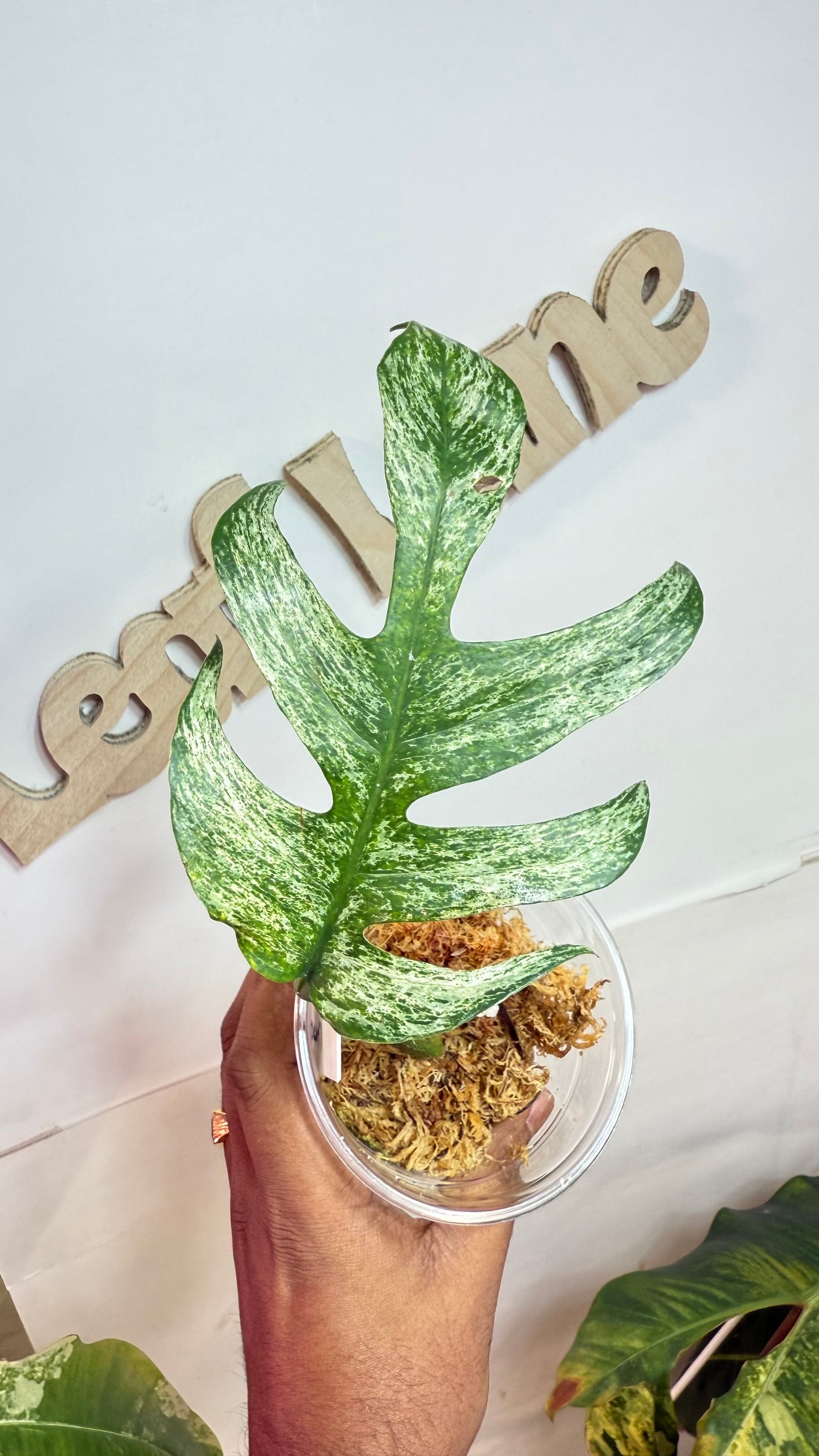 Epipremnum Pinnatum Devil / ‘white dagger/white monster’ 🌿Unicorn🌿