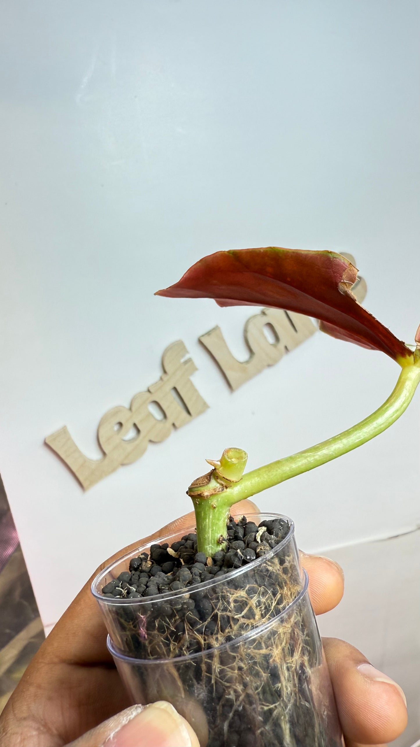 Begonia Maculata Pink Variegated butt
