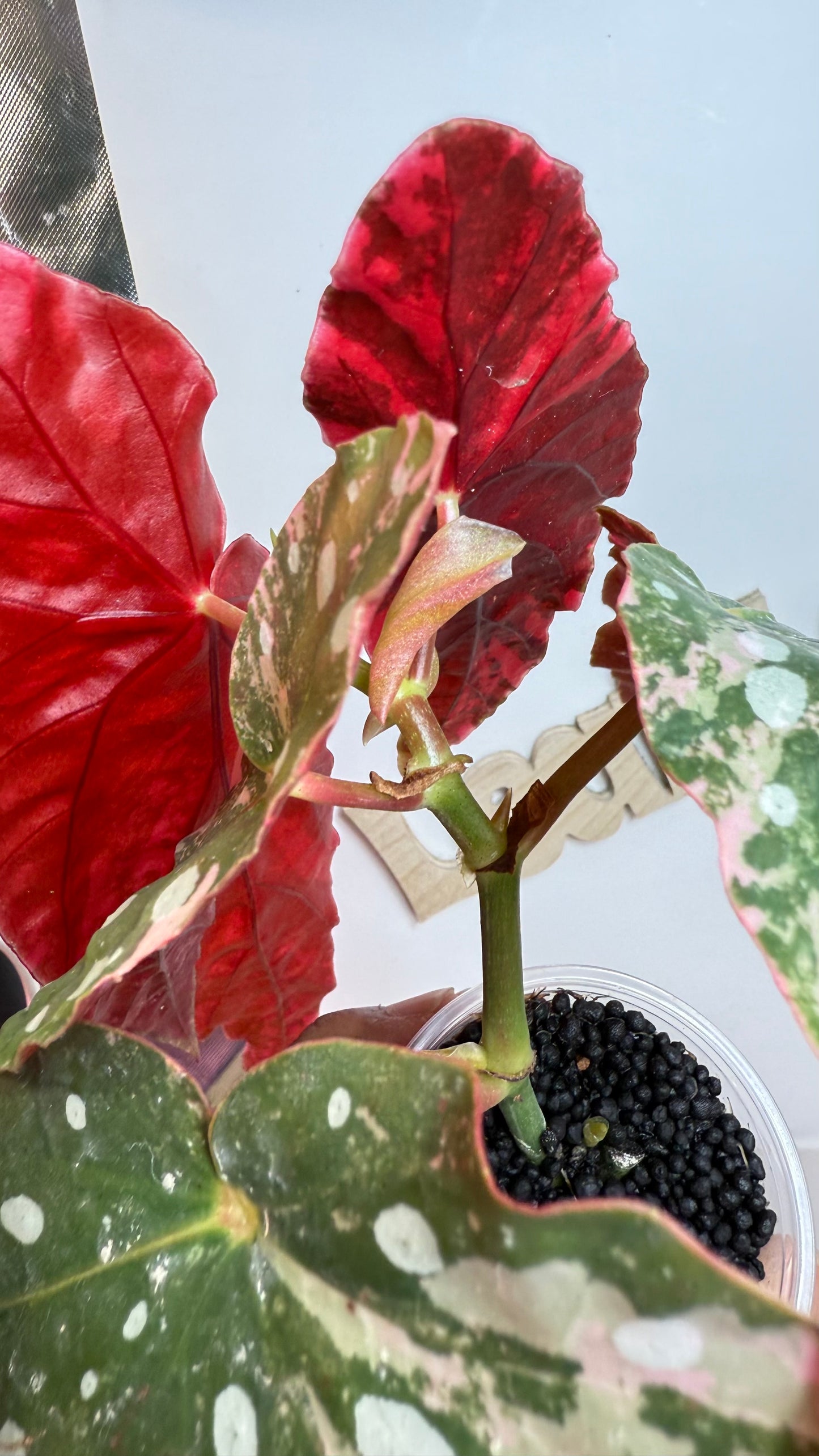 Begonia Maculata Pink Variegated