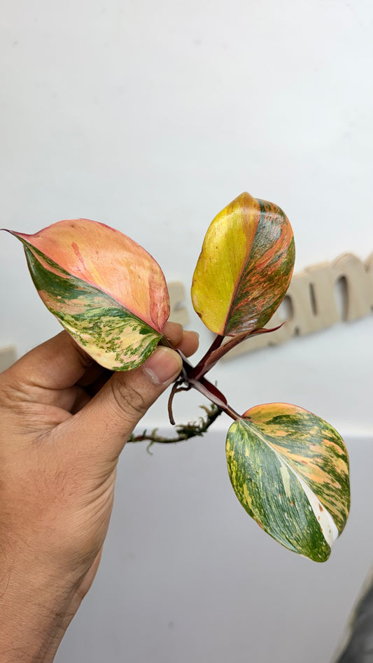 Philodendron ‘Skittles’ (White Knight Multicolor)