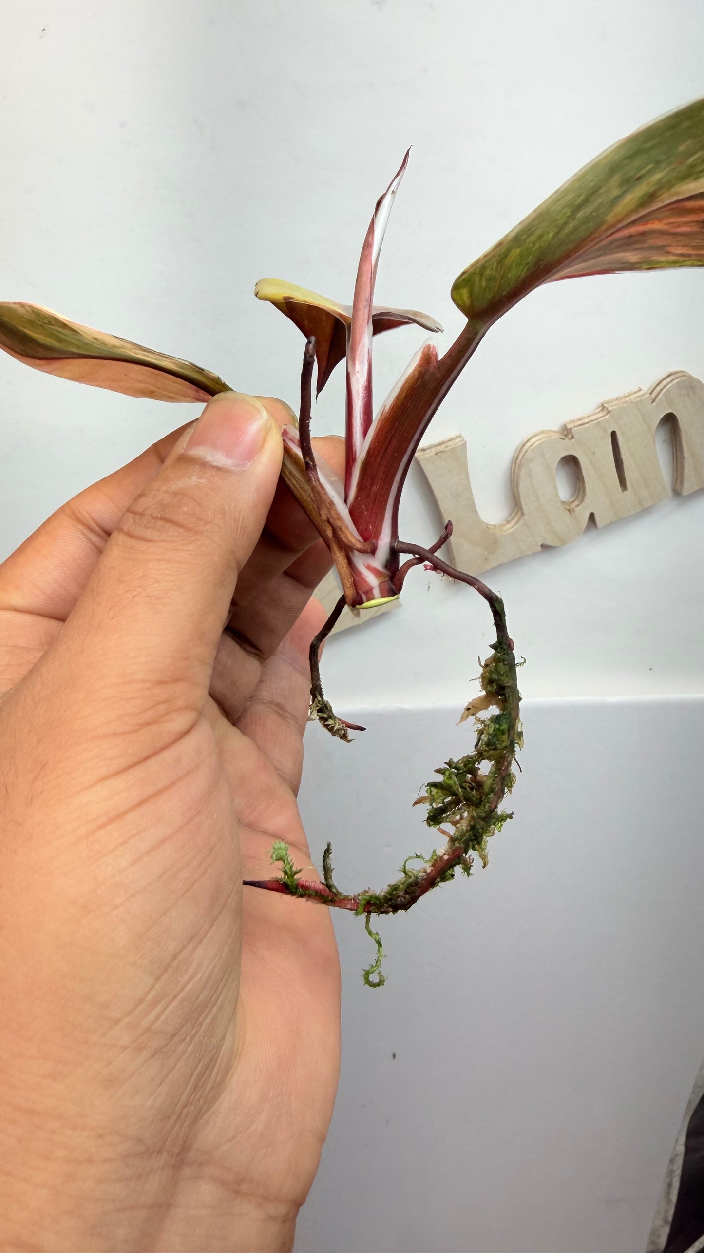 Philodendron ‘Skittles’ (White Knight Multicolor)