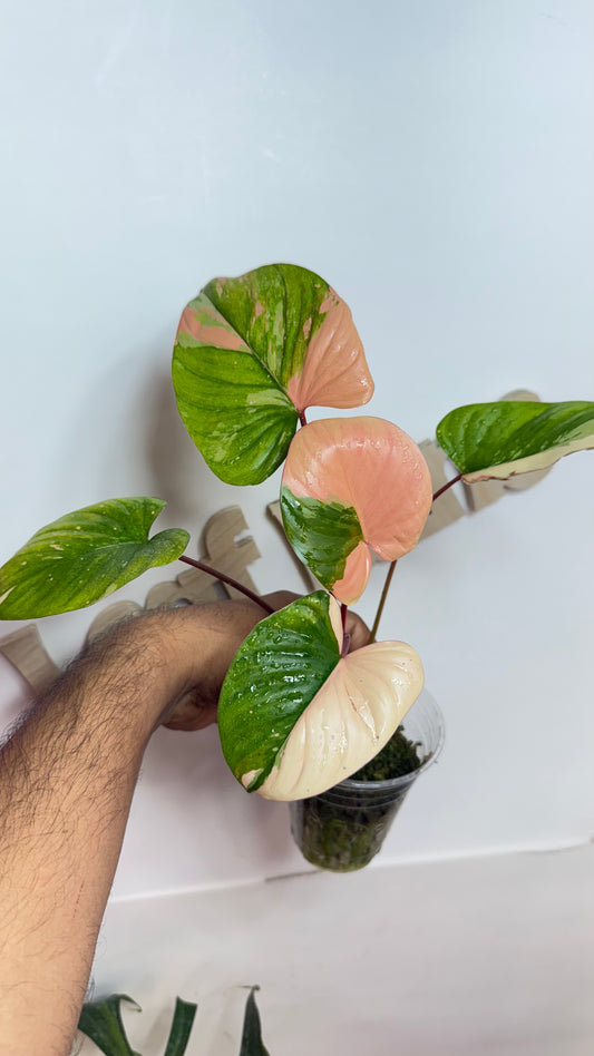 Homalomena Rubescens Variegated Pink