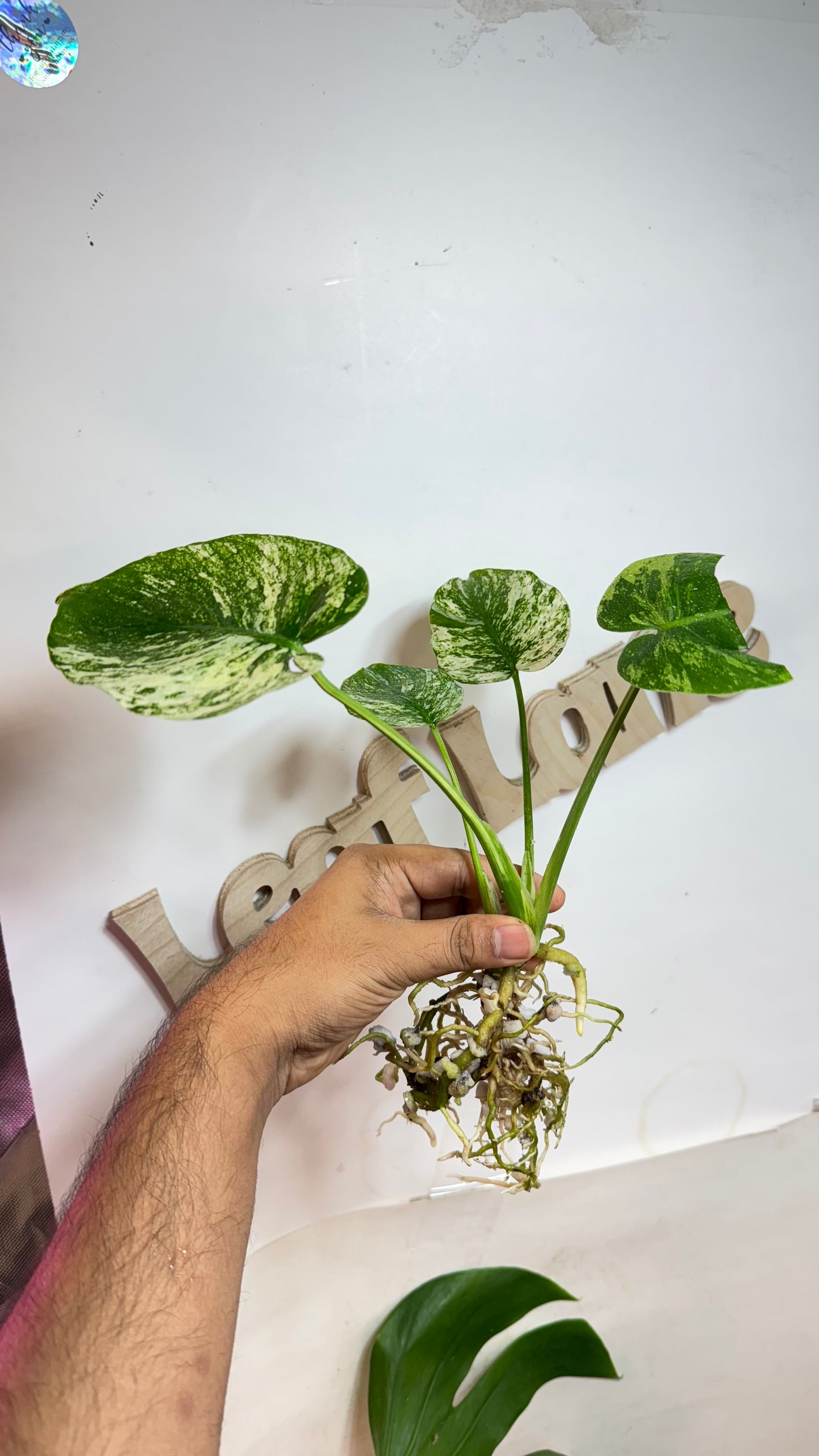 Monstera deliciosa MINT Siam Variegated | Rare Aroid | Large form