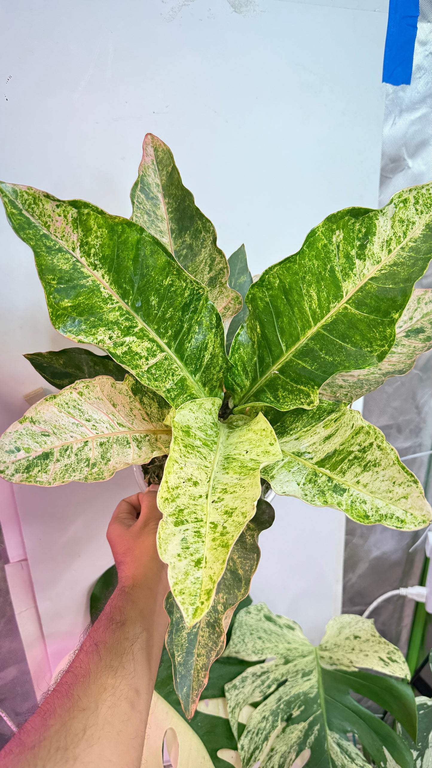 Anthurium Renaissance Pink variegated