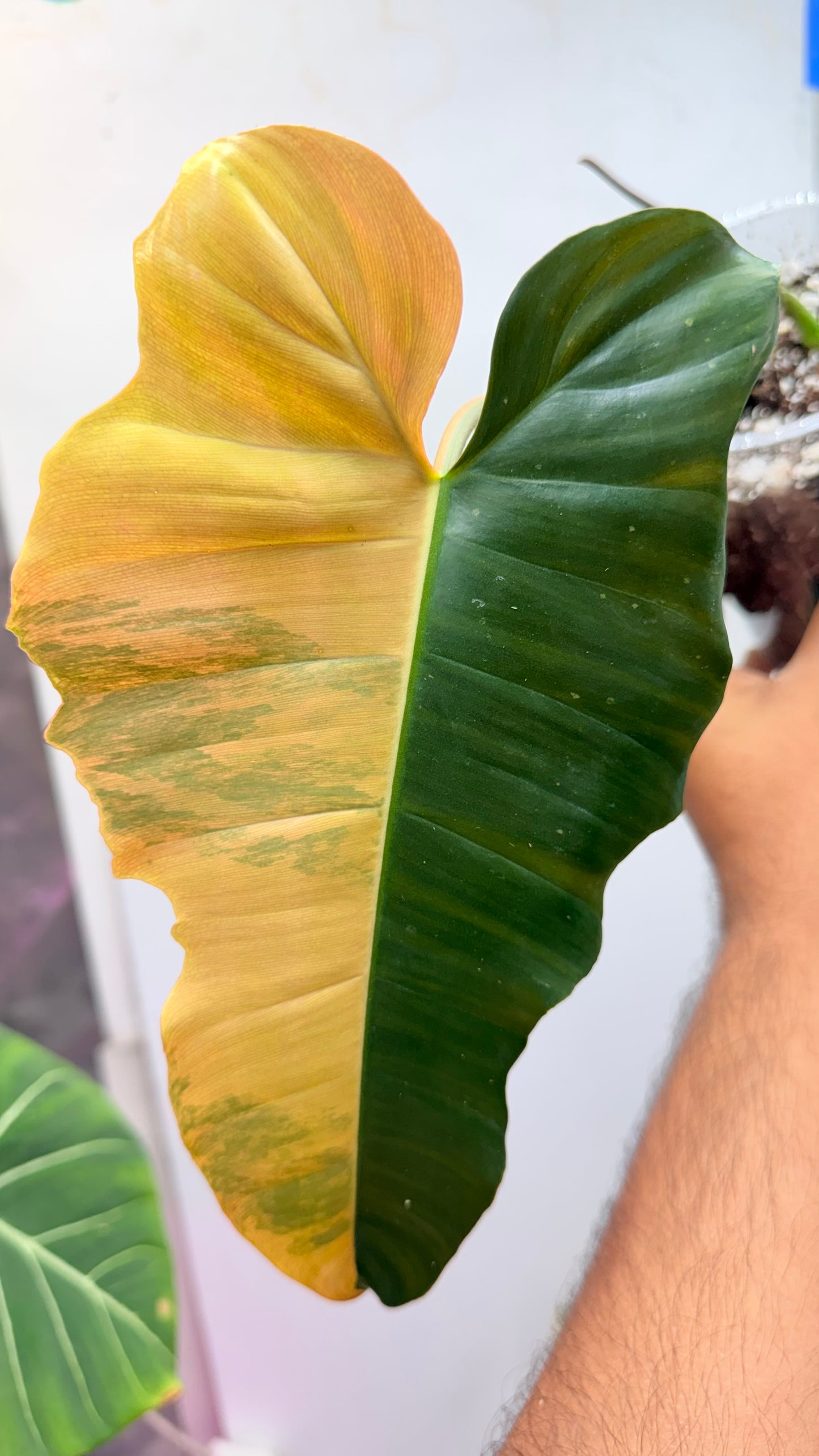 Philodendron Fiora (florida beauty x
mayoii x black billeitiae)