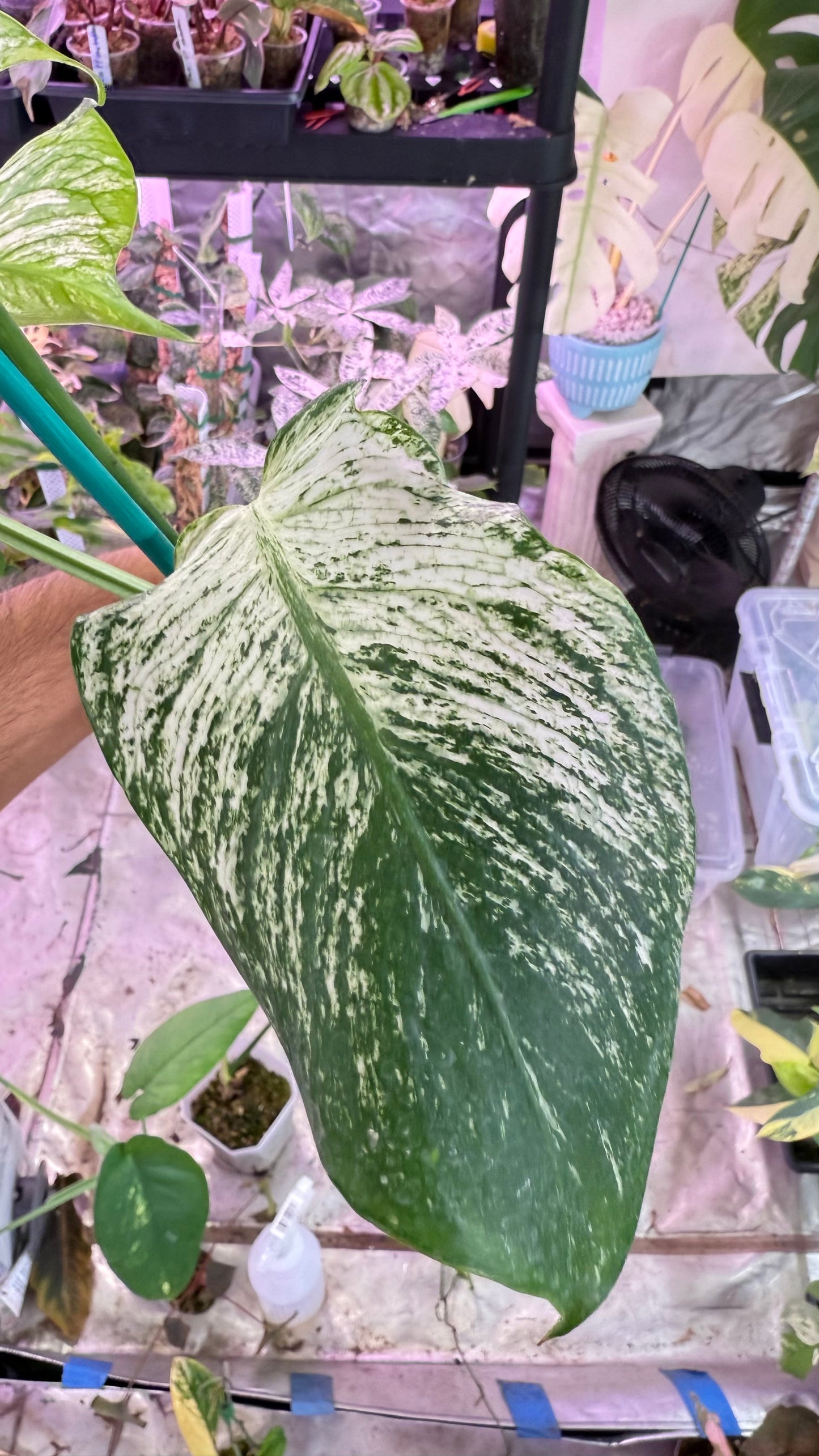 Monstera Devil 🌿 Working on 4 th leaf🌿