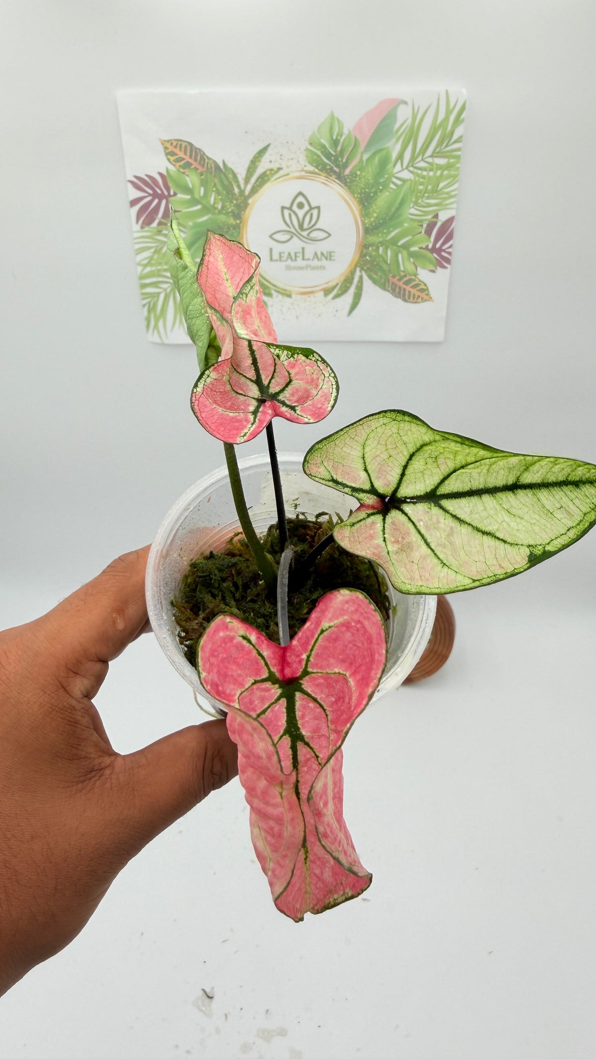Caladium Variegated